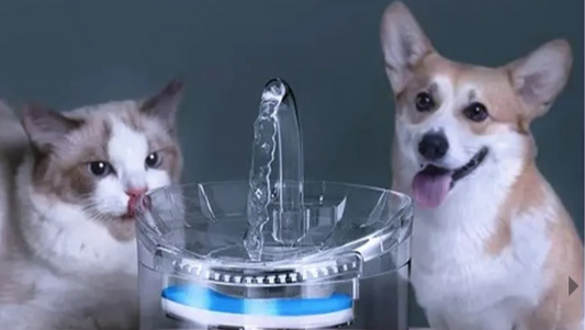 Fuente de agua para mascotas